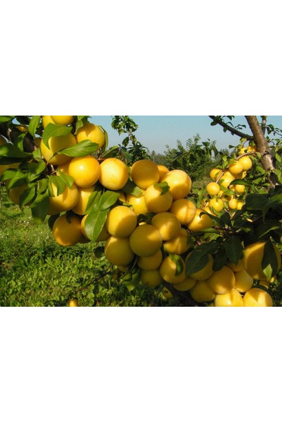 Дерево сливи Медова з плодами