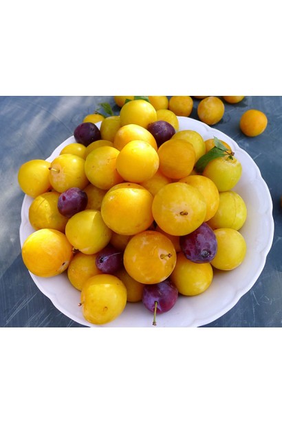 Плоди білої сливи Медова