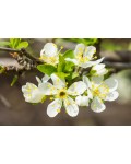 Слива біла Медова (рання) | Слива белая Медовая (ранняя) | Prunus domestica Medova