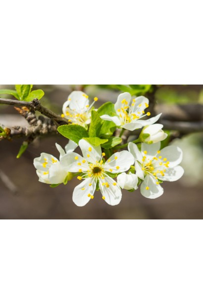 Цвітіння сливи медової