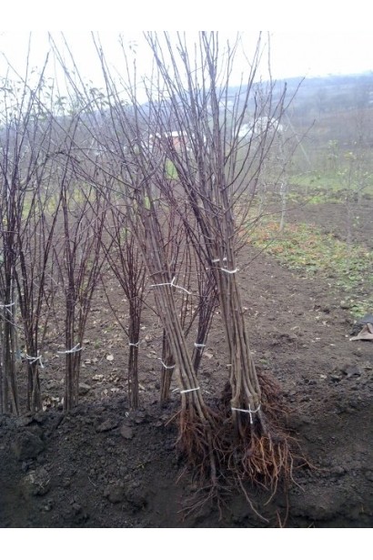 Слива біла Медова (рання) 