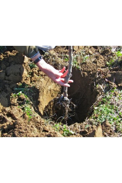 Слива біла Медова (рання) 