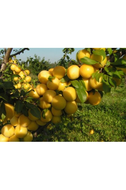 Слива Медова – ранній врожай