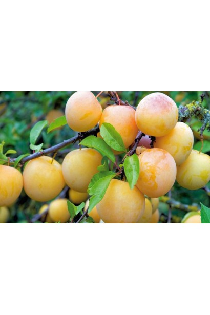 Гілка сливи Медова влітку