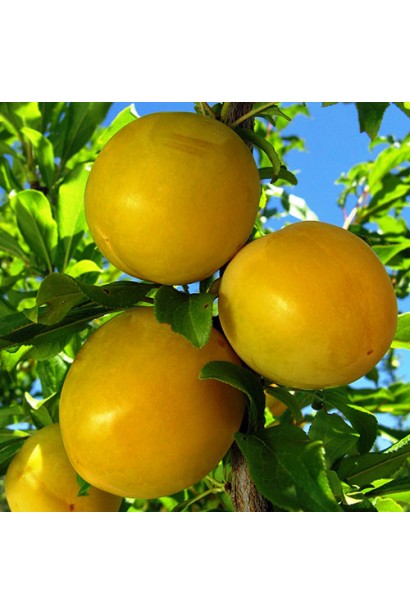 Слива біла Медова (рання) 