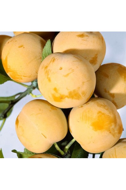 Слива Медова на гілці