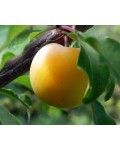 Слива белая Медовая (ранняя) | Слива біла Медова (рання) | Prunus domestica Medova