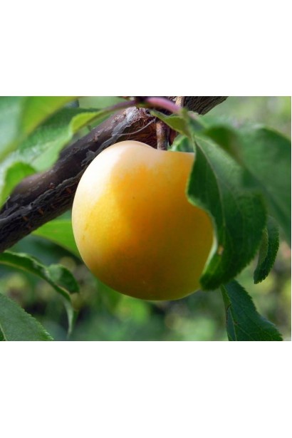 Prunus domestica Medova