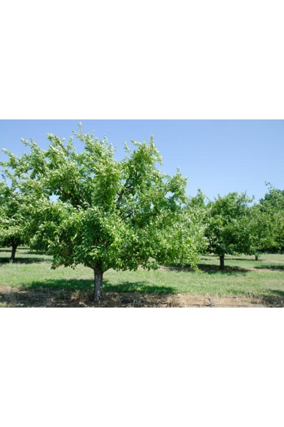 Дерево сливи домашньої Кубанська