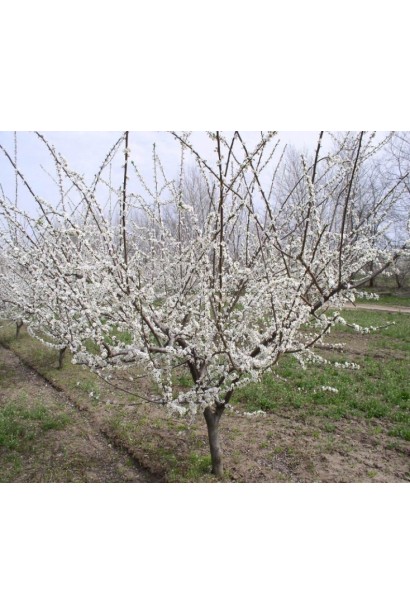 Цвітіння сливи домашньої Кубанська