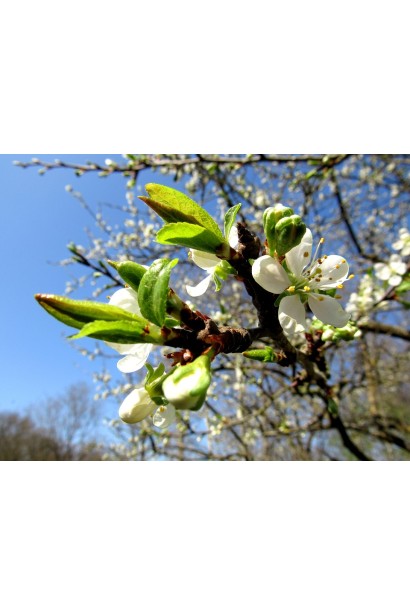Цвітіння сливи домашньої Кубанська