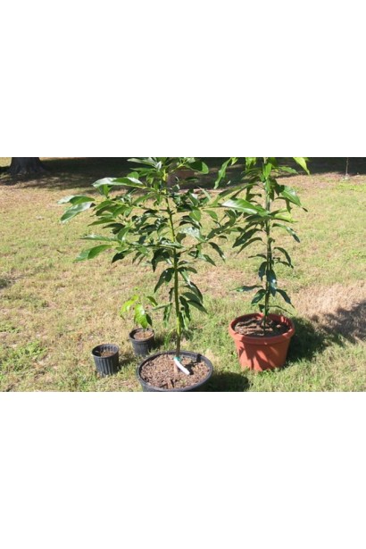 Слива Кубанська в контейнері