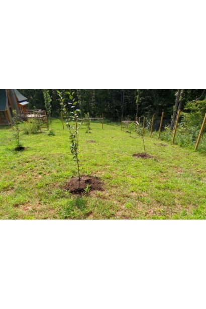 Молоді саджанці в саду