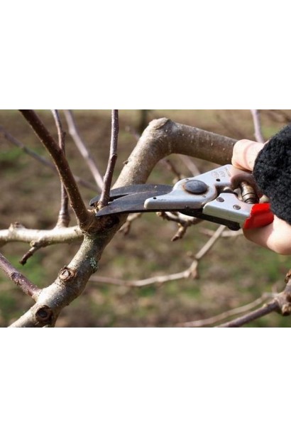 Осіння обрізка сливи