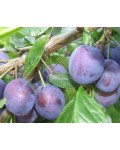 Слива домашняя Кубанская (ранняя) | Слива домашня Кубанська (рання) | Prunus domestica Kubans`ka