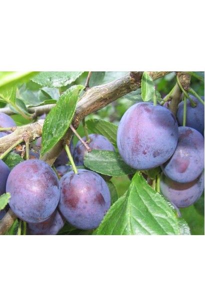 Prunus Kubans’ka – ранній сорт слив