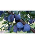 Слива домашня Кубанська (рання) | Слива домашняя Кубанская (ранняя) | Prunus domestica Kubans`ka