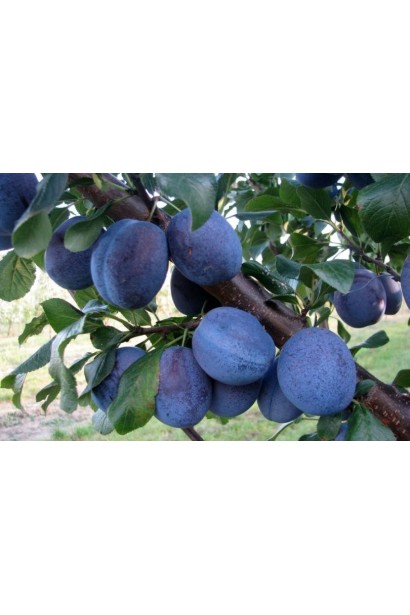 Слива Кубанська на гілці