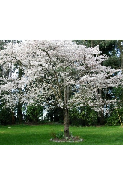 Слива домашня Ренклод ранній | Слива домашняя Ренклод ранний | Prunus domestica Renklod ranniy