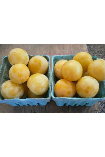 Слива домашня Ренклод ранній | Слива домашняя Ренклод ранний | Prunus domestica Renklod ranniy