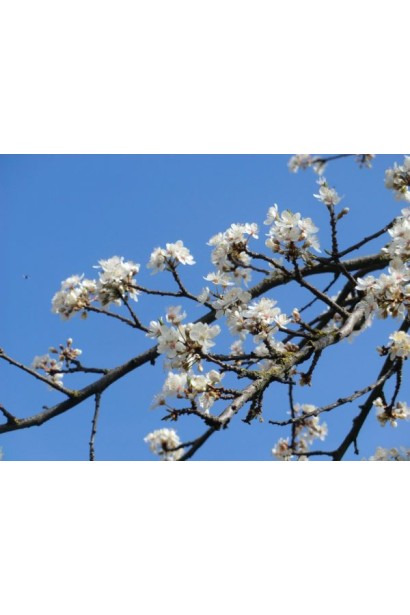 Слива домашня Ренклод ранній | Слива домашняя Ренклод ранний | Prunus domestica Renklod ranniy