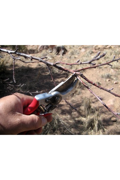 Слива домашня Ренклод ранній | Слива домашняя Ренклод ранний | Prunus domestica Renklod ranniy