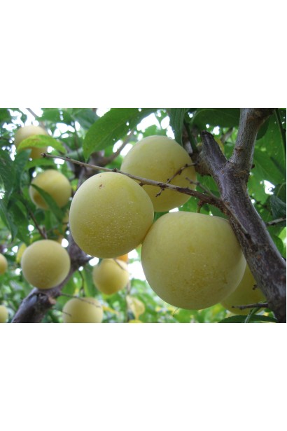 Слива домашня Ренклод ранній | Слива домашняя Ренклод ранний | Prunus domestica Renklod ranniy