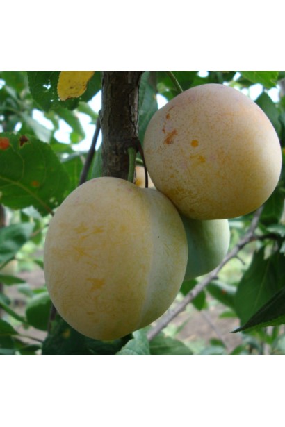 Слива домашня Ренклод ранній | Слива домашняя Ренклод ранний | Prunus domestica Renklod ranniy