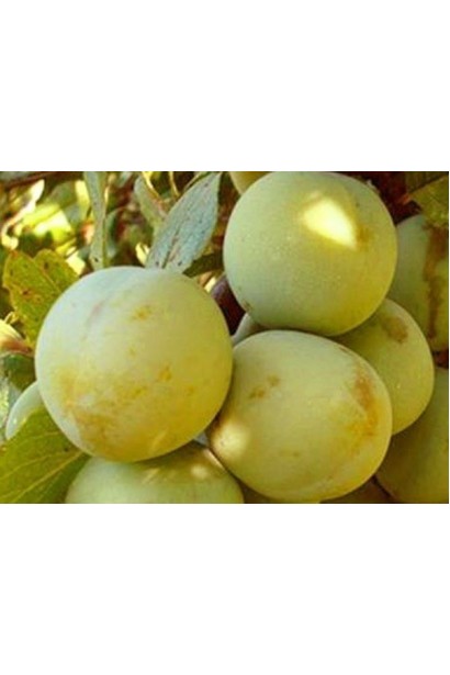 Слива домашня Ренклод ранній | Слива домашняя Ренклод ранний | Prunus domestica Renklod ranniy