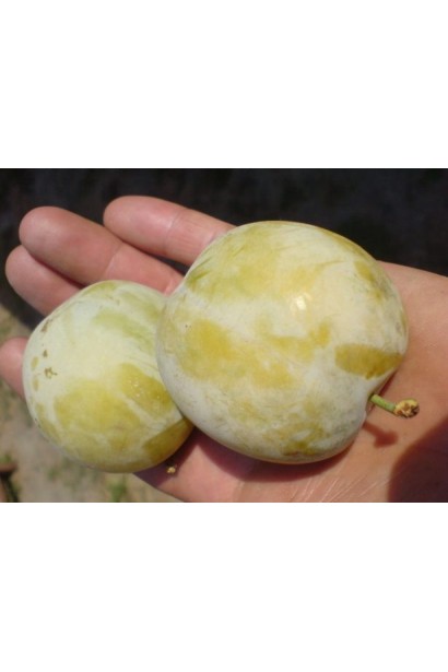 Слива домашня Ренклод ранній | Слива домашняя Ренклод ранний | Prunus domestica Renklod ranniy