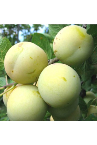 Слива домашня Ренклод ранній | Слива домашняя Ренклод ранний | Prunus domestica Renklod ranniy