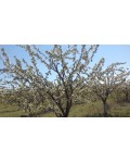Черешня крупноплодная (поздняя) | Черешня великоплідна (пізня) | Prunus avium Velykoplidna