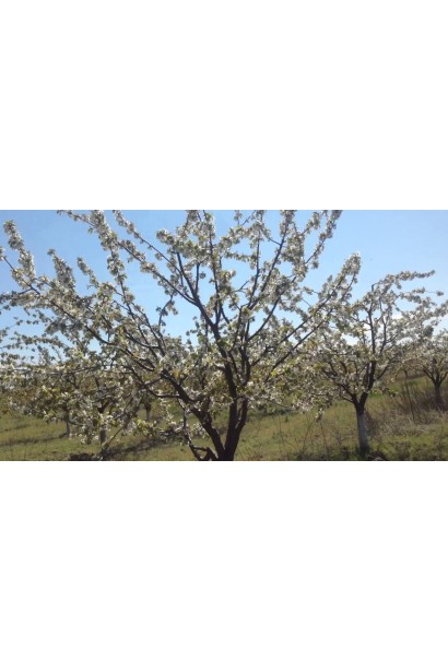 Дерево черешні великоплідної з густою кроною.