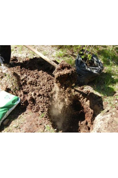 Черешня великоплідна (пізня)