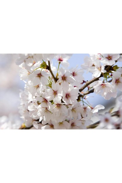 Цвітіння Черешні великоплідної