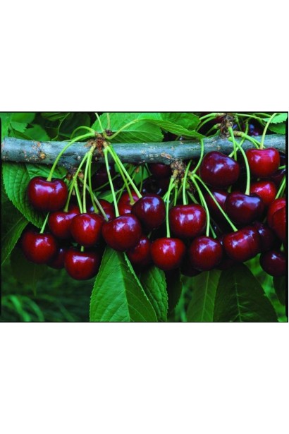 Пізній сорт черешні великоплідної із солодкими плодами.