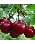 Черешня великоплідна (пізня) | Черешня крупноплодная (поздняя) | Prunus avium Velykoplidna