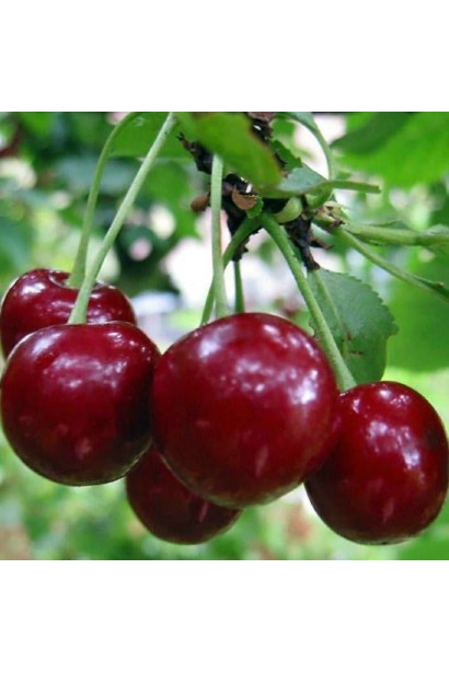 Черешня великоплідна: ідеальний вибір для врожаю.