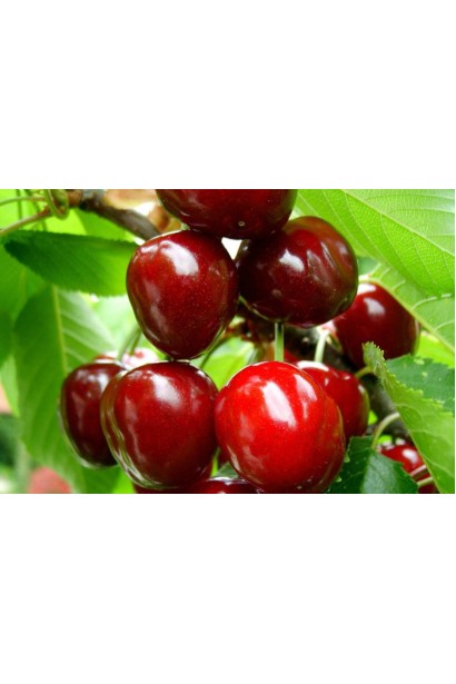 Пізній сорт черешні із великими соковитими плодами.