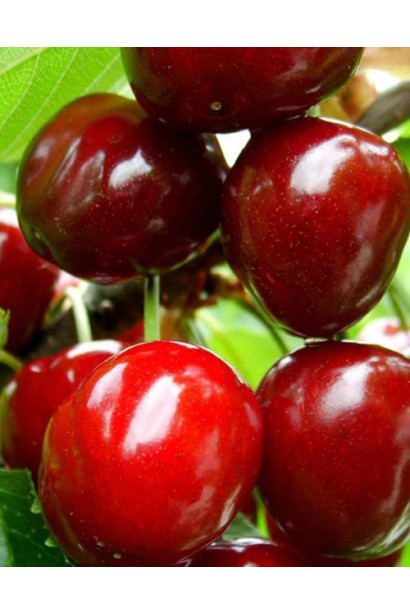 Черешня великоплідна з високою врожайністю.