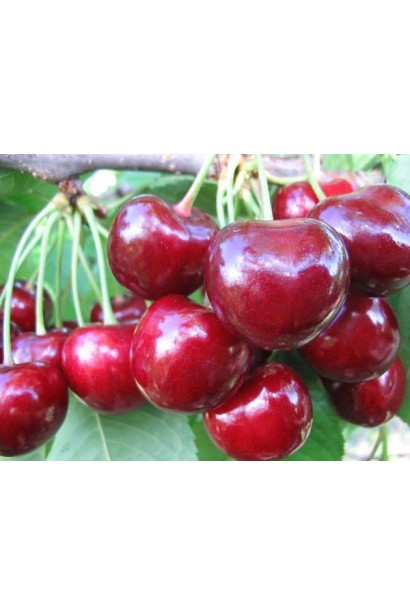 Черешня великоплідна — соковитий пізній сорт.