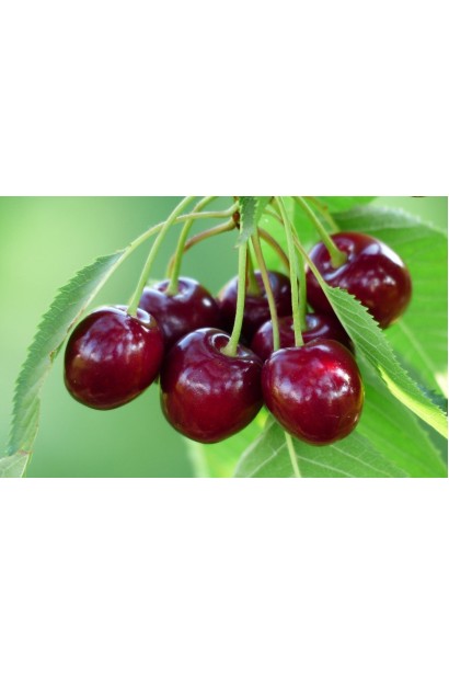 Великі ягоди черешні великоплідної для саду.