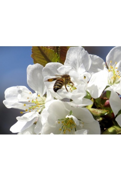 Черешня Донецька Красуня (середня)