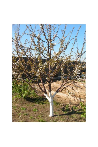 Черешня Донецька Красуня для ландшафтного дизайну.