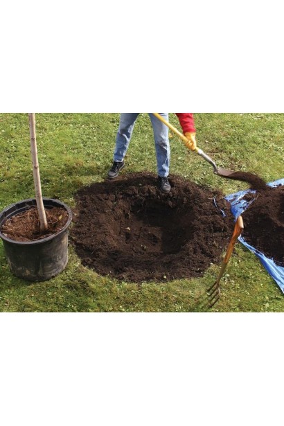 Черешня Донецька Красуня (середня)