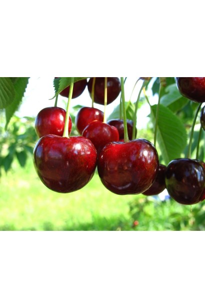 Черешня Донецька Красуня — великі плоди середнього терміну дозрівання.