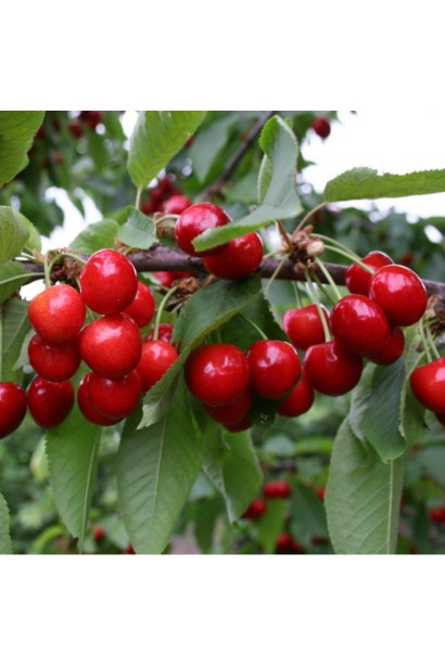 Середній сорт черешні Донецька Красуня для саду.
