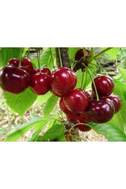 Черешня Донецька Красуня з соковитими плодами.