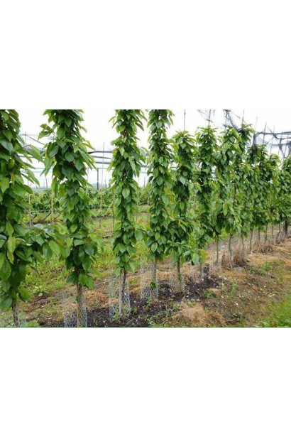 Компактне дерево черешні Сільвія для саду.