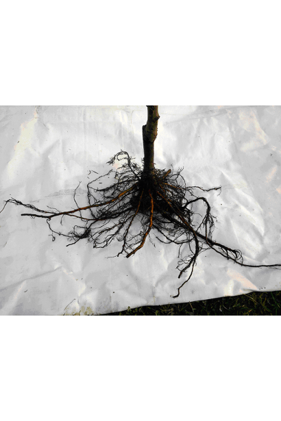 Черешня Сільвія з голим коренем